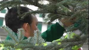 Le Sapin d'Aubonne (2m37s)